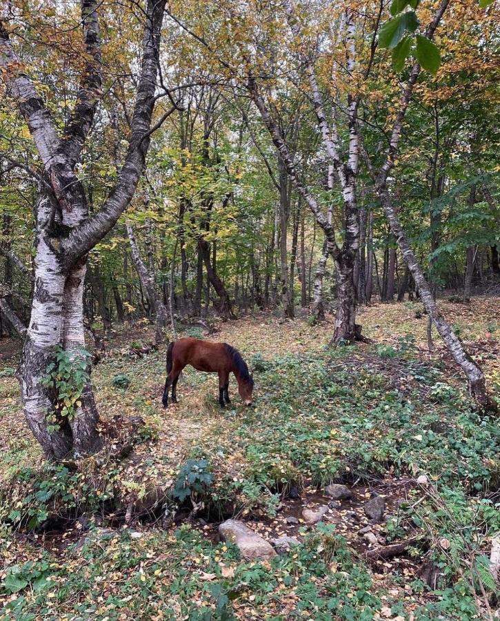 MargahovitGlamping Wolf Mount别墅 外观 照片